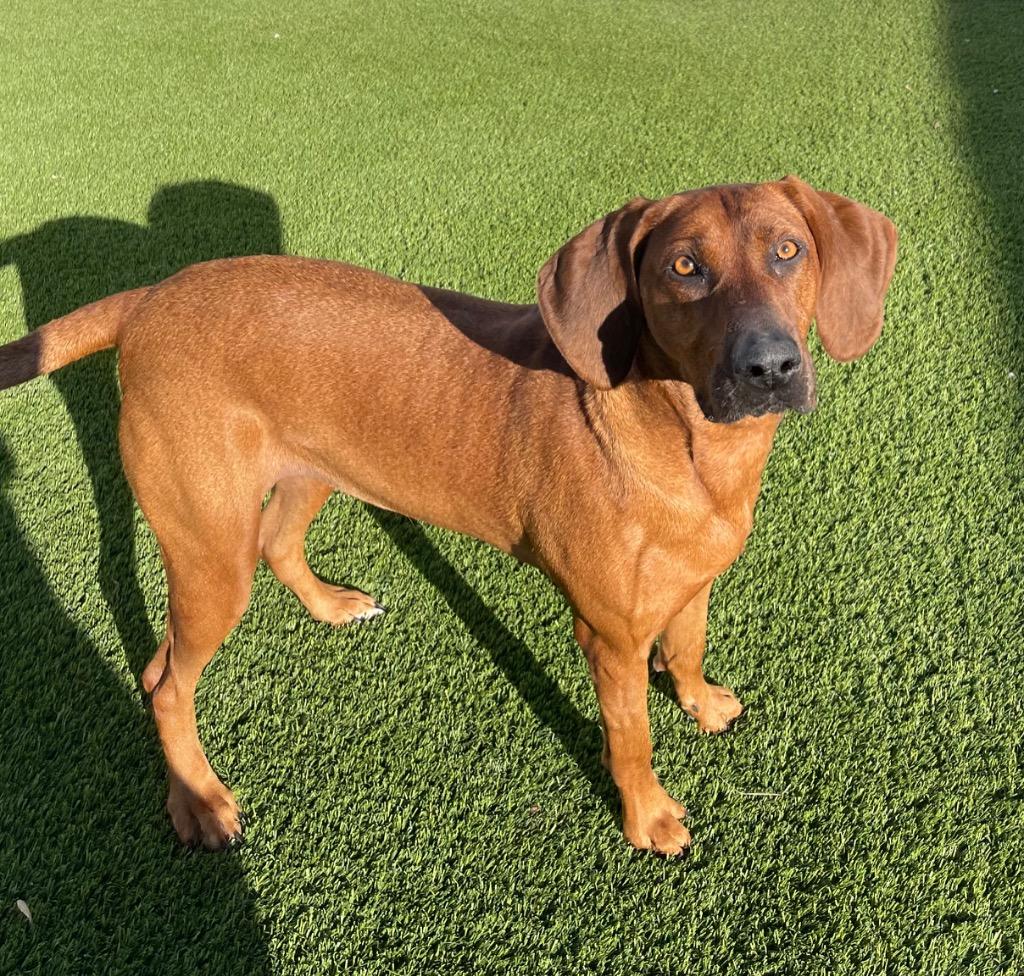 Annie, a Adoptable mixed breed in Frankfort, KY image 1/6