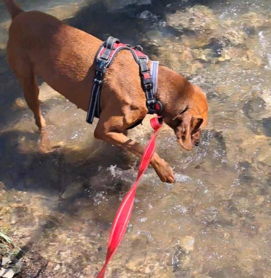 Annie, a Adoptable mixed breed in Frankfort, KY image 6/6
