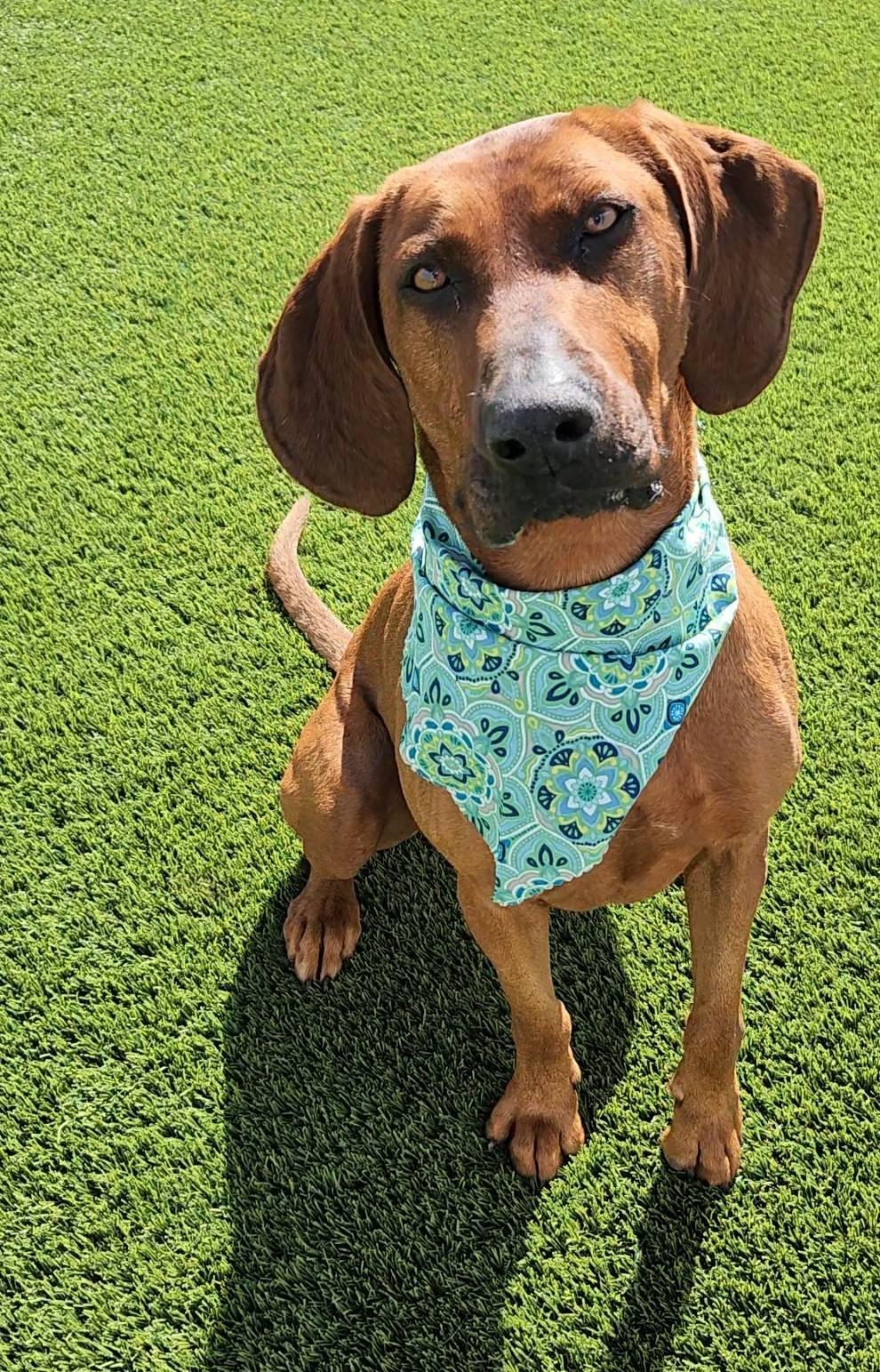 Annie, a Adoptable mixed breed in Frankfort, KY image 2/6