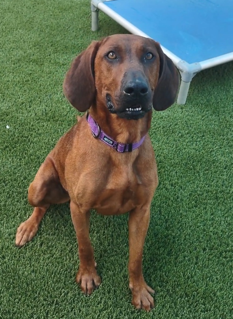 Annie, a Adoptable mixed breed in Frankfort, KY image 4/6