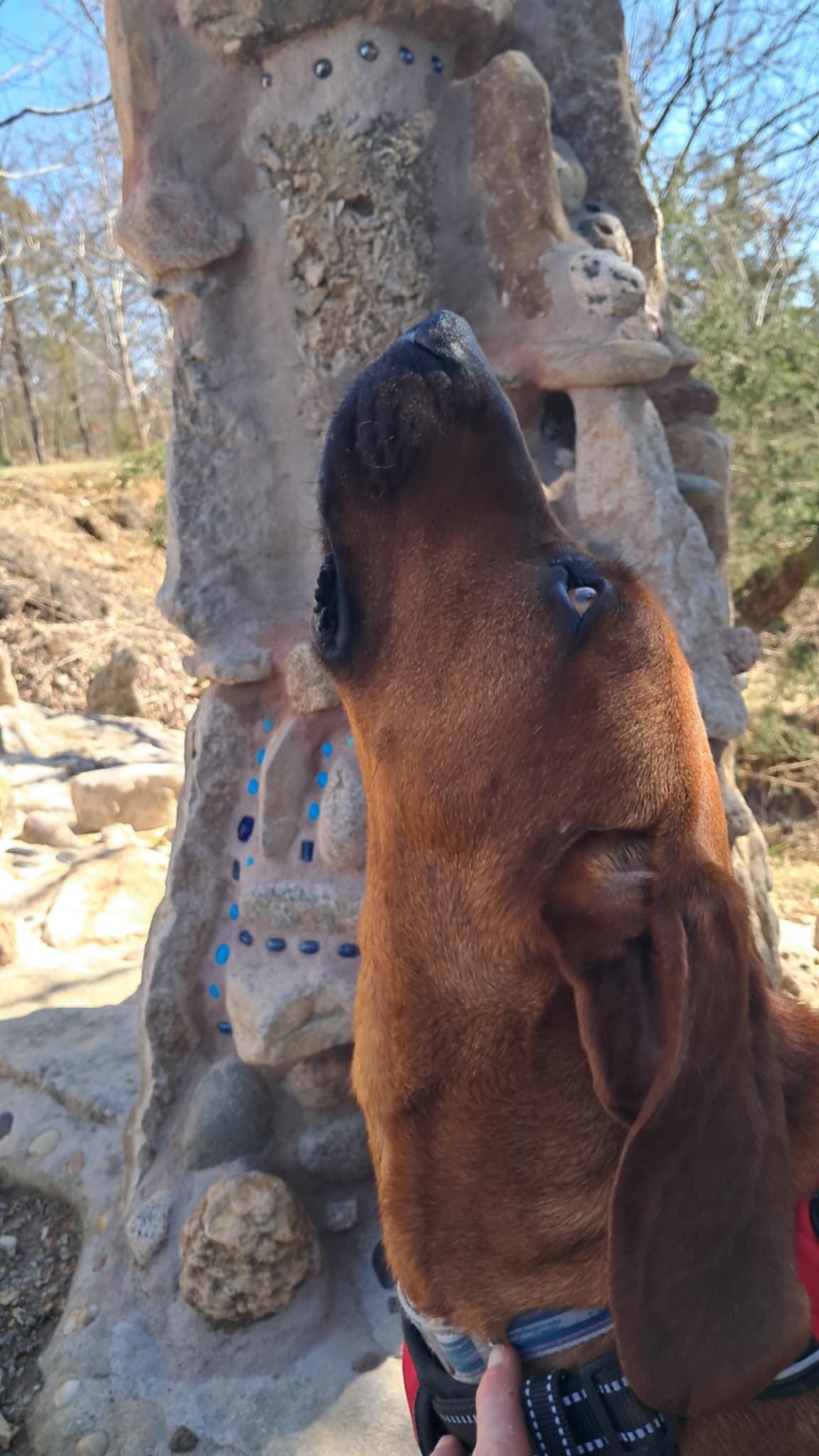Annie, a Adoptable mixed breed in Frankfort, KY image 5/6