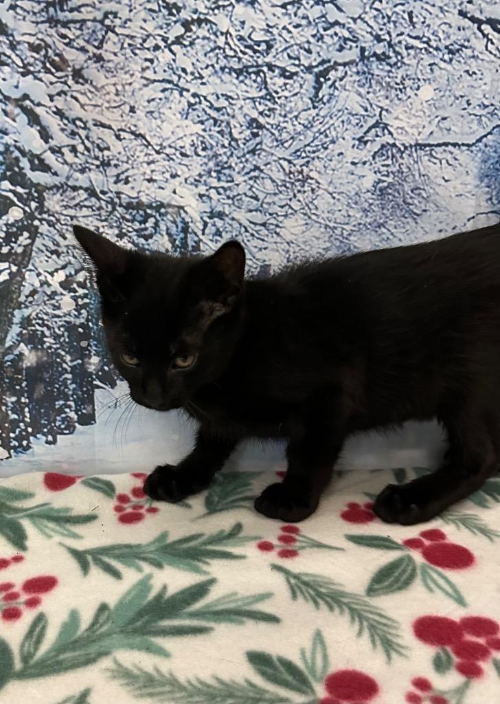 Pesto, Adoptable, Kitten Male Domestic Short Hair.