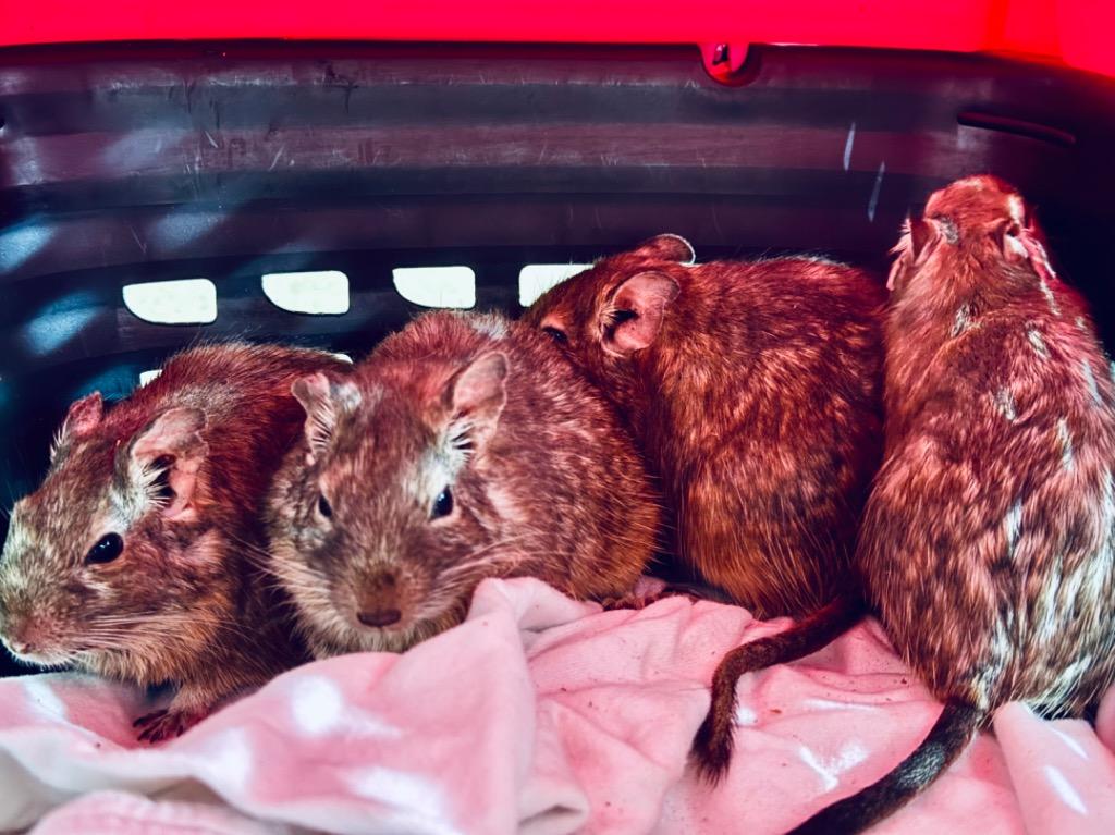 Enlarge Wexel, a Adoptable Degu in Indianapolis, IN image 1/2