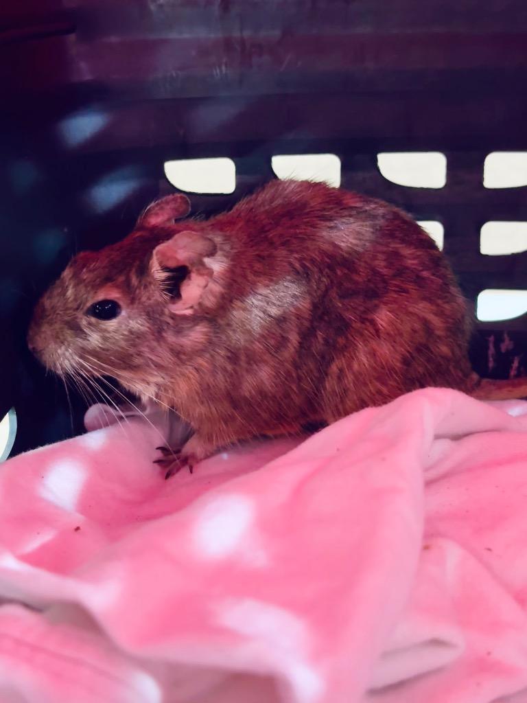 Enlarge Wexel, a Adoptable Degu in Indianapolis, IN image 2/2