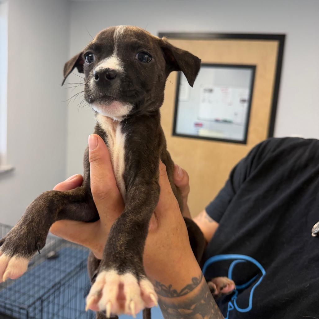 Rigby, Adoptable, Puppy Male Pit Bull Terrier.