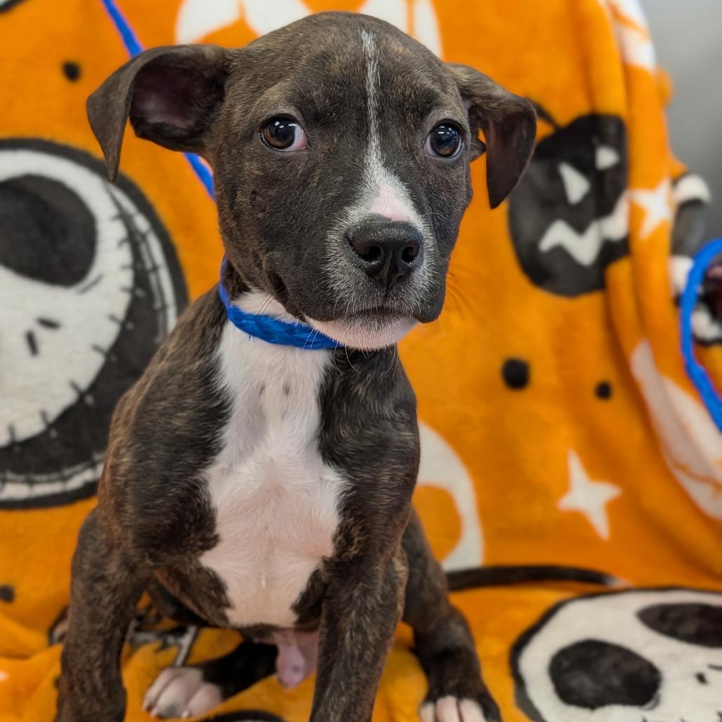 Enlarge Rigby, a Adoptable Pit Bull Terrier in Watertown, NY image 2/2