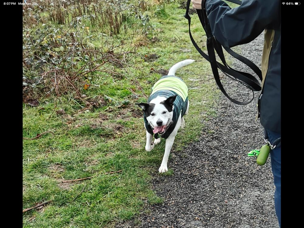 Molly, Adoptable, Adult Female Cattle Dog.