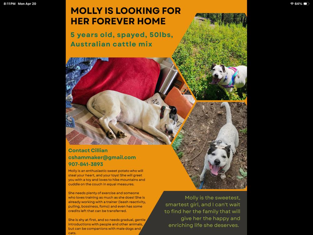 Enlarge Molly, a Adoptable mixed breed in Vancouver, WA image 2/3