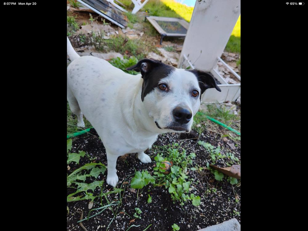 Enlarge Molly, a Adoptable mixed breed in Vancouver, WA image 3/3