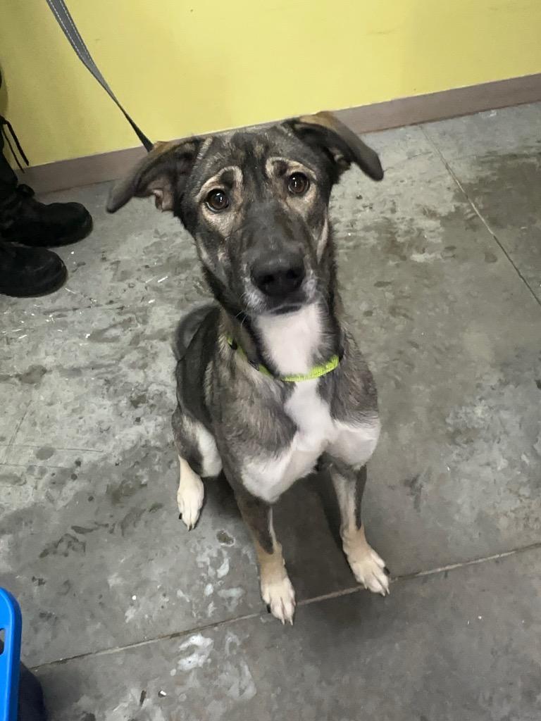 Enlarge Selma, a Adoptable mixed breed in Yellowknife, NT image 1/2