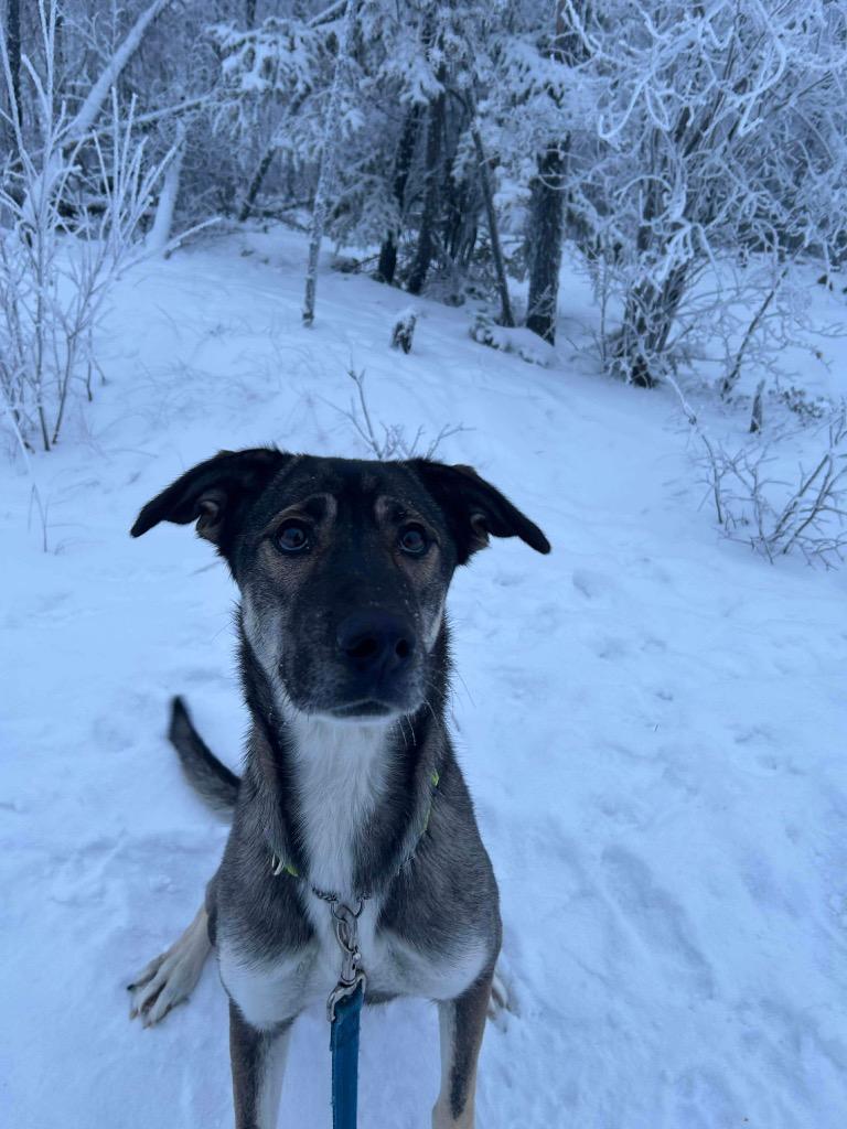 Enlarge Selma, a Adoptable mixed breed in Yellowknife, NT image 2/2