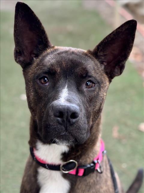 Enlarge BANDIT, a Adoptable mixed breed in Woodland, CA image 1/1