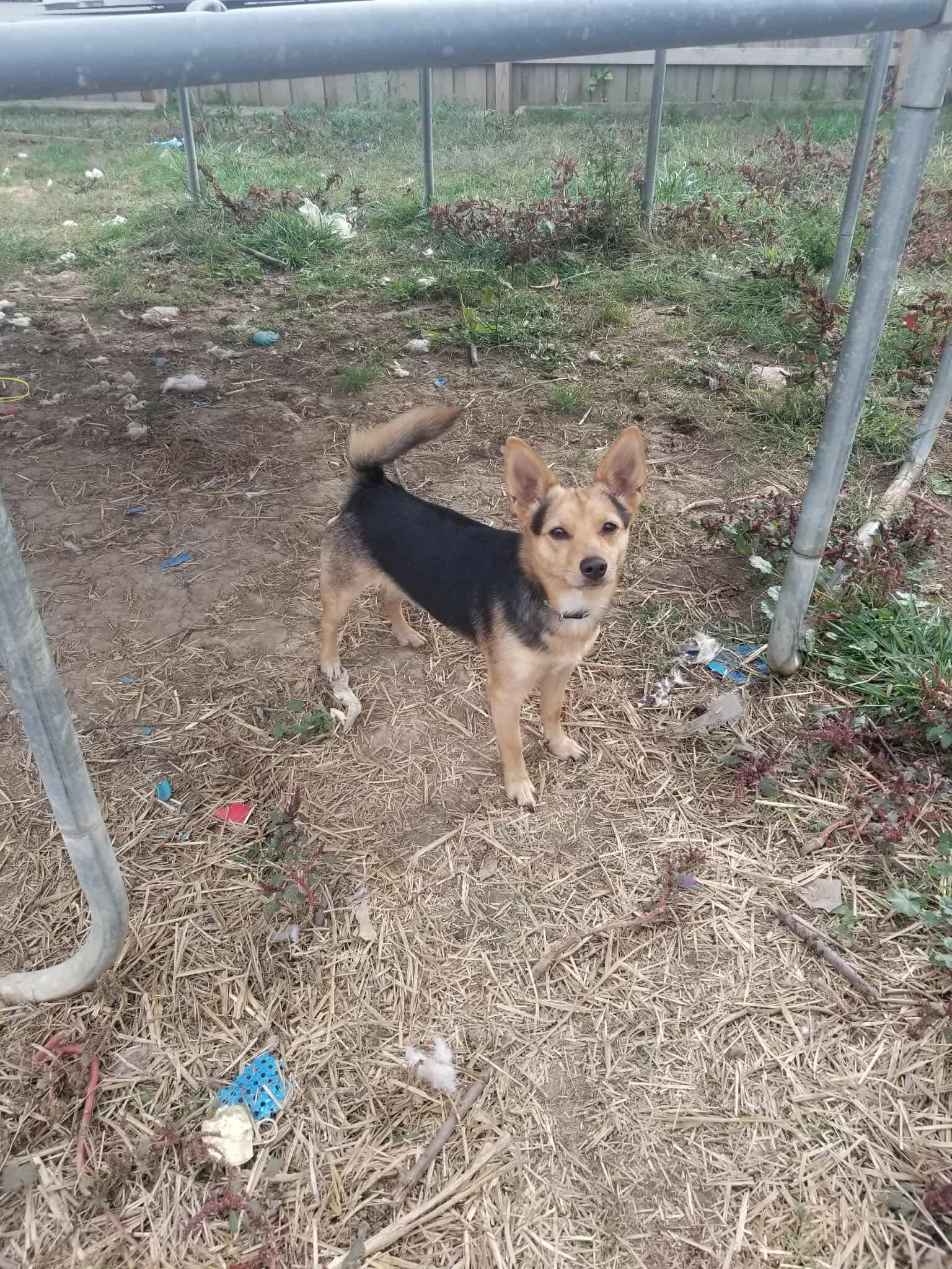 Enlarge Chandler, a Adopted mixed breed in Dayton, OH image 1/1