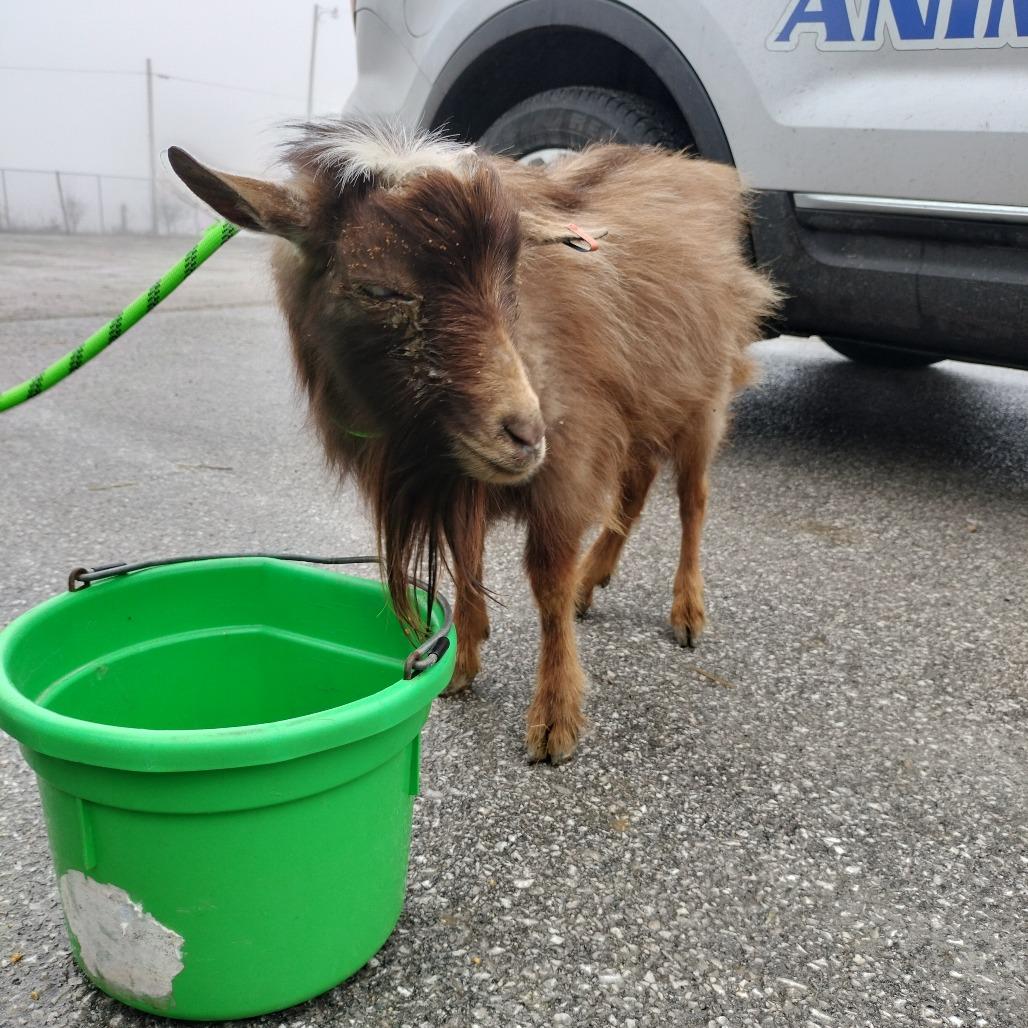 Gary, Adoptable, Baby Male Goat.