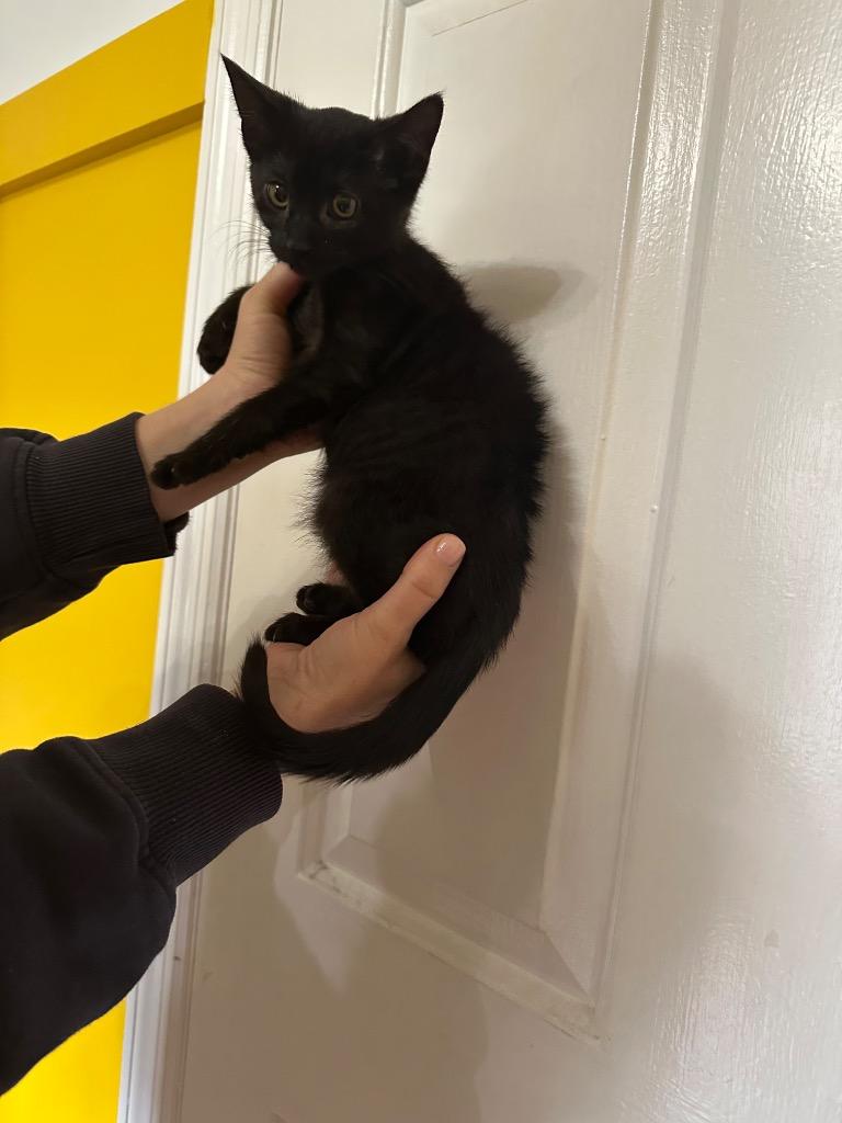 Pete, Adoptable, Kitten Male Domestic Short Hair.