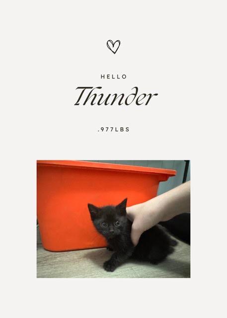 Enlarge Pete, a Adoptable mixed breed in Johnson City, TN image 2/2