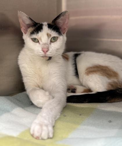 Enlarge Lavender, a ADOPTABLE mixed breed in Tinley Park, IL image 1/2