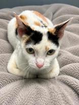 Enlarge Lavender, a ADOPTABLE mixed breed in Tinley Park, IL image 2/2