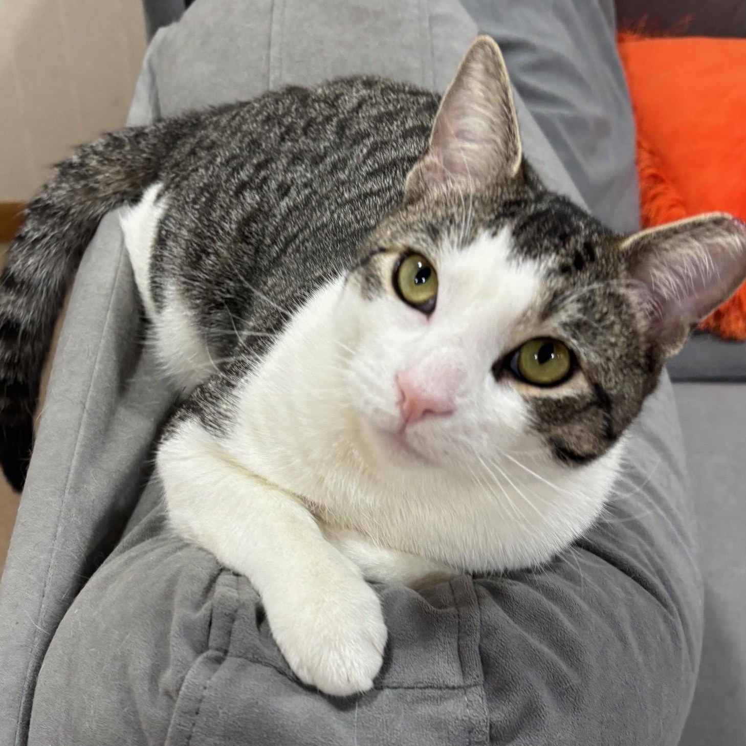 Larry, Adult Male Domestic Short Hair