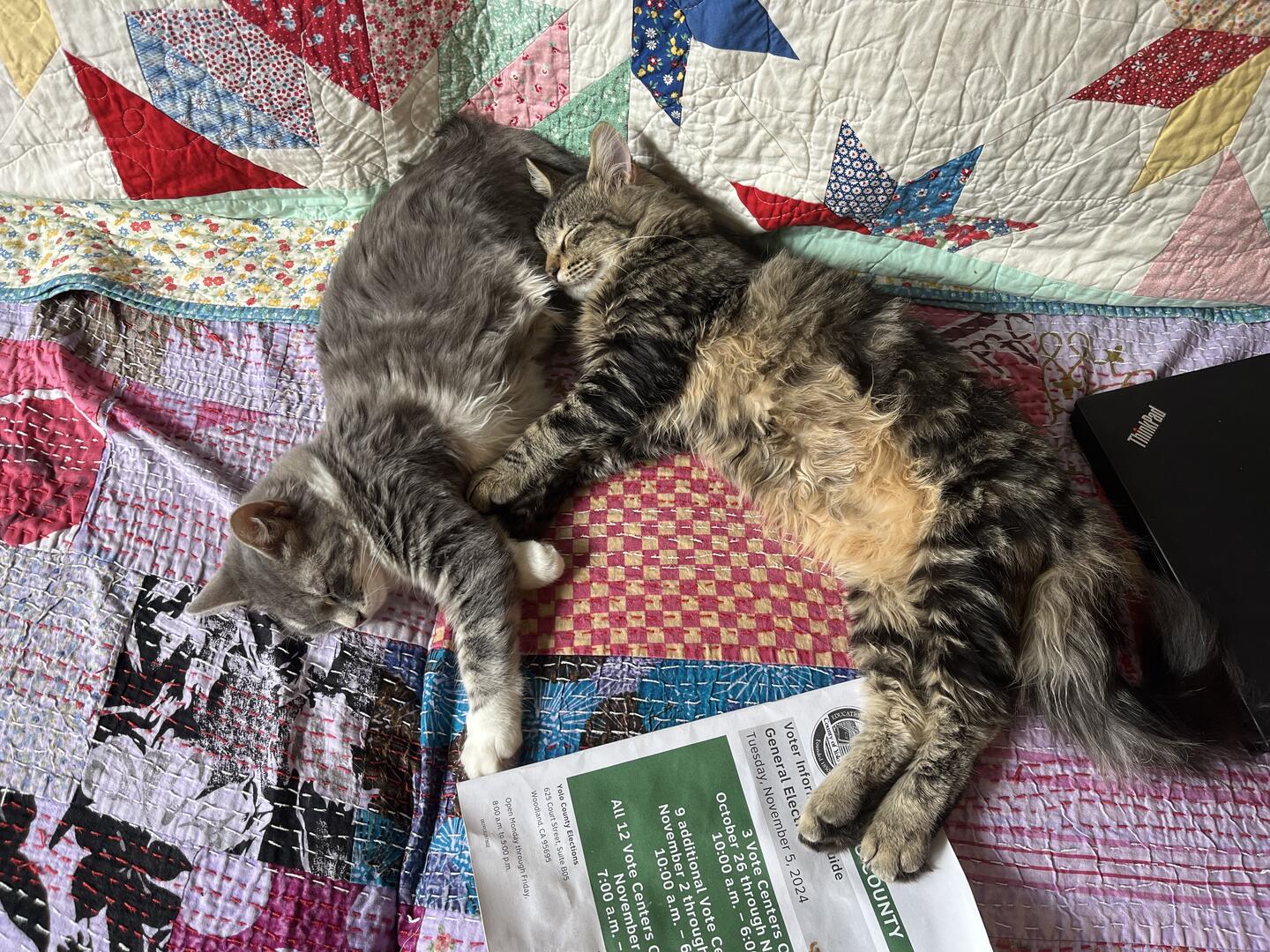 Lemon & Lang, an adoptable Domestic Medium Hair in Woodland, CA, 95695 | Photo Image 6