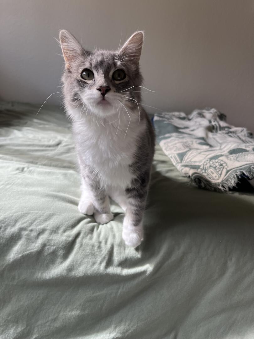 Lemon & Lang, an adoptable Domestic Medium Hair in Woodland, CA, 95695 | Photo Image 3