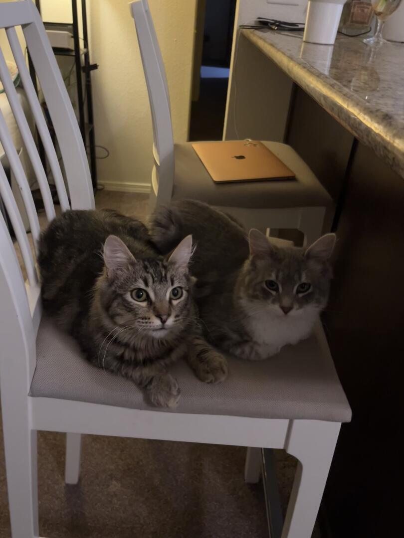 Lemon & Lang, an adoptable Domestic Medium Hair in Woodland, CA, 95695 | Photo Image 2