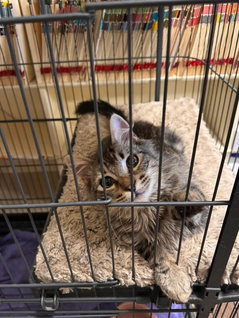 Lemon & Lang, an adoptable Domestic Medium Hair in Woodland, CA, 95695 | Photo Image 4