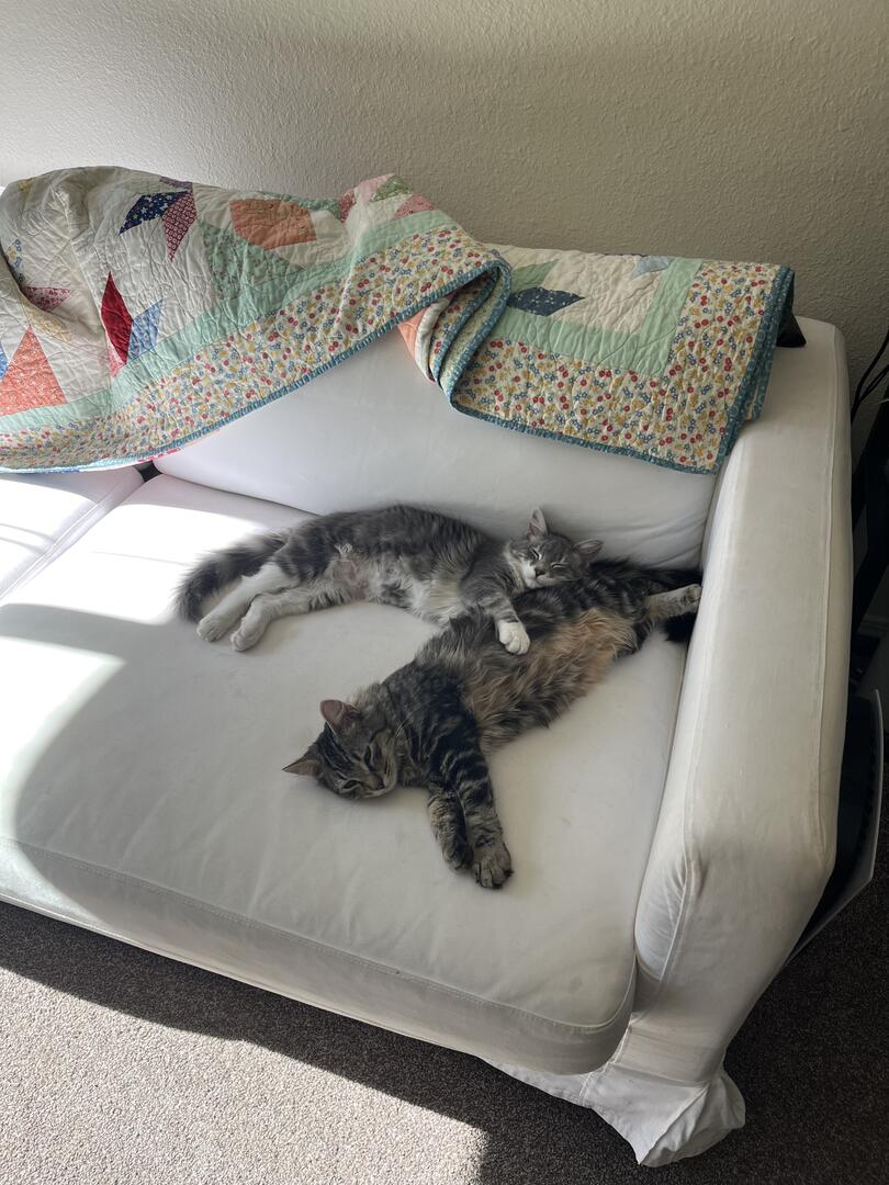 Lemon & Lang, an adoptable Domestic Medium Hair in Woodland, CA, 95695 | Photo Image 1