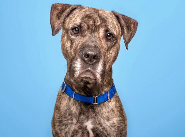 HUNTER, Adoptable, Adult Male Pit Bull Terrier.