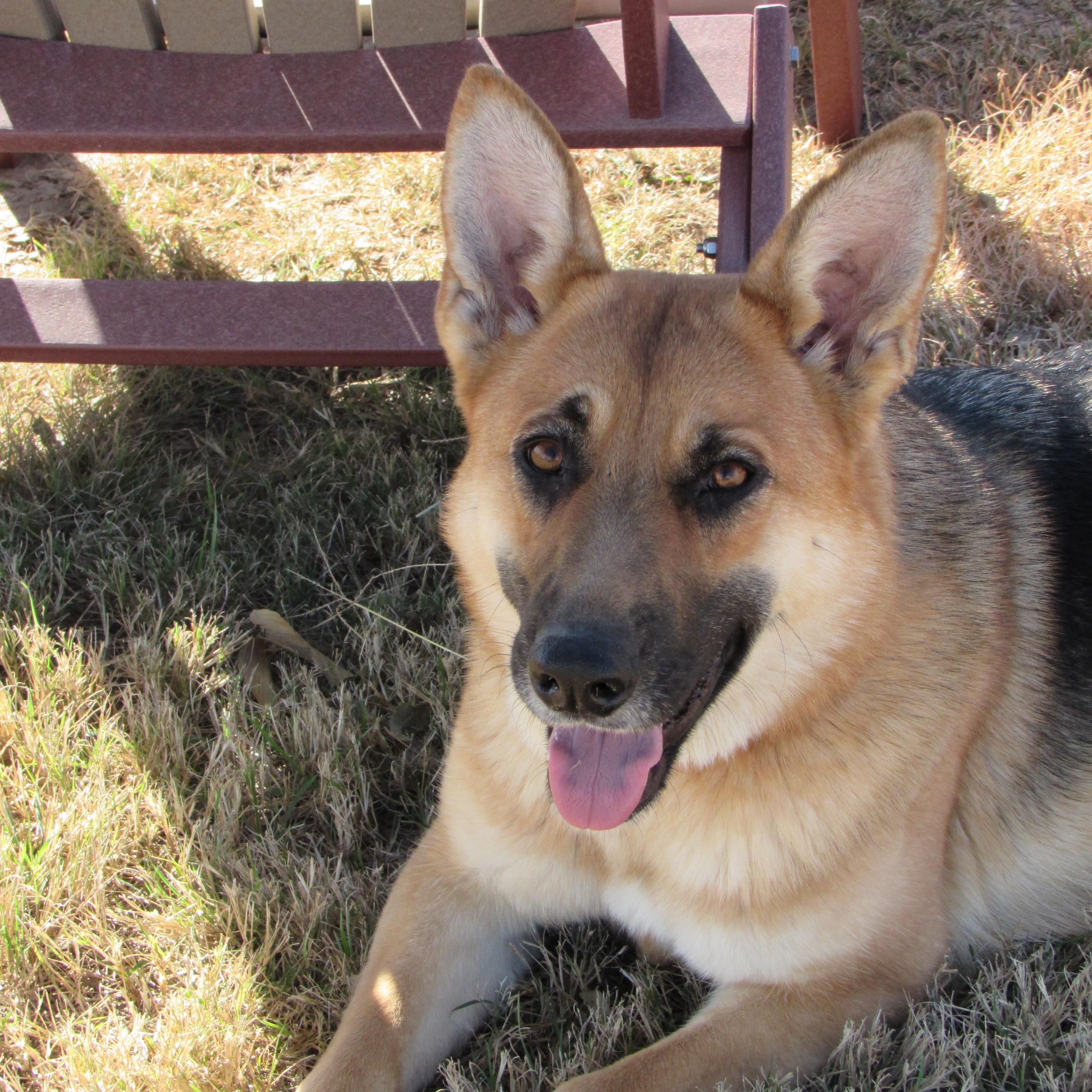 Enlarge Xena, a ADOPTABLE German Shepherd Dog in Liberal , KS image 1/2