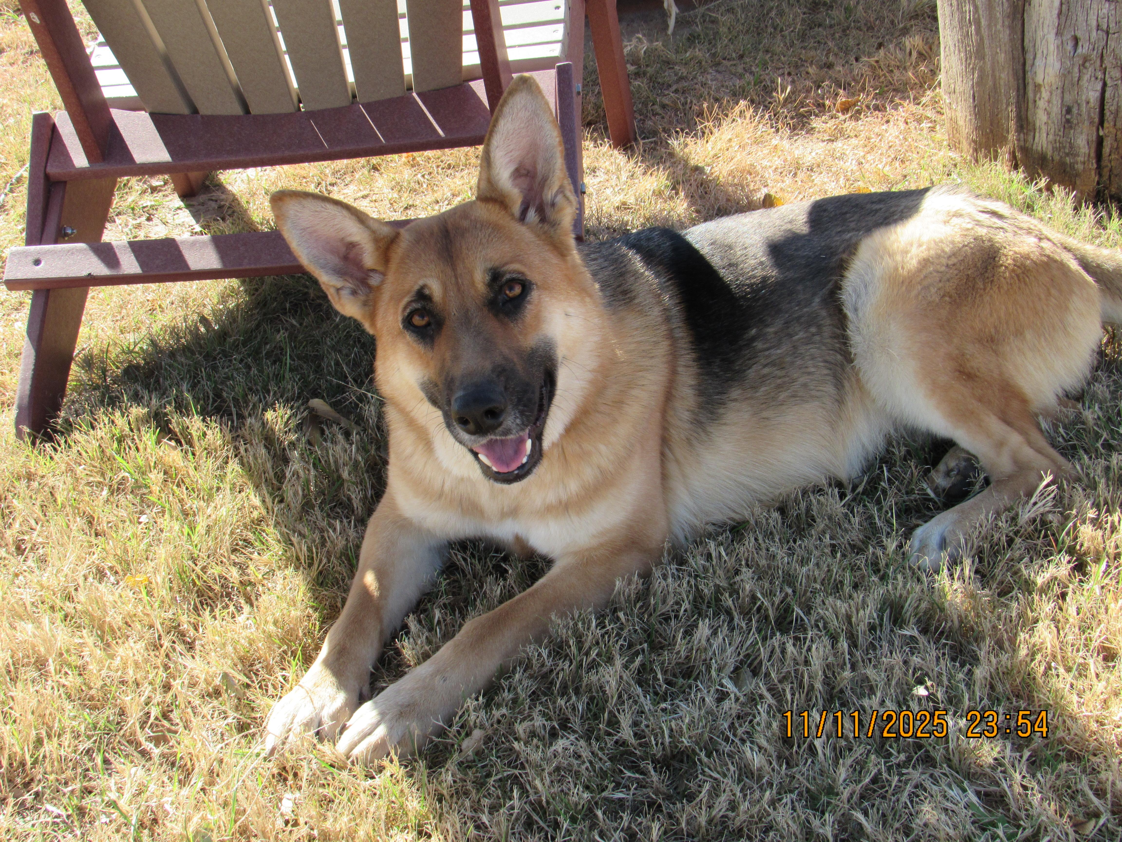 Enlarge Xena, a ADOPTABLE German Shepherd Dog in Liberal , KS image 2/2