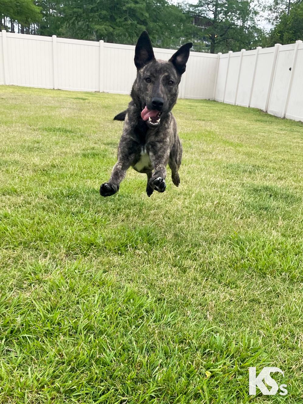 Bourbon, a ADOPTABLE mixed breed in Ponte Vedra, FL image 3/6