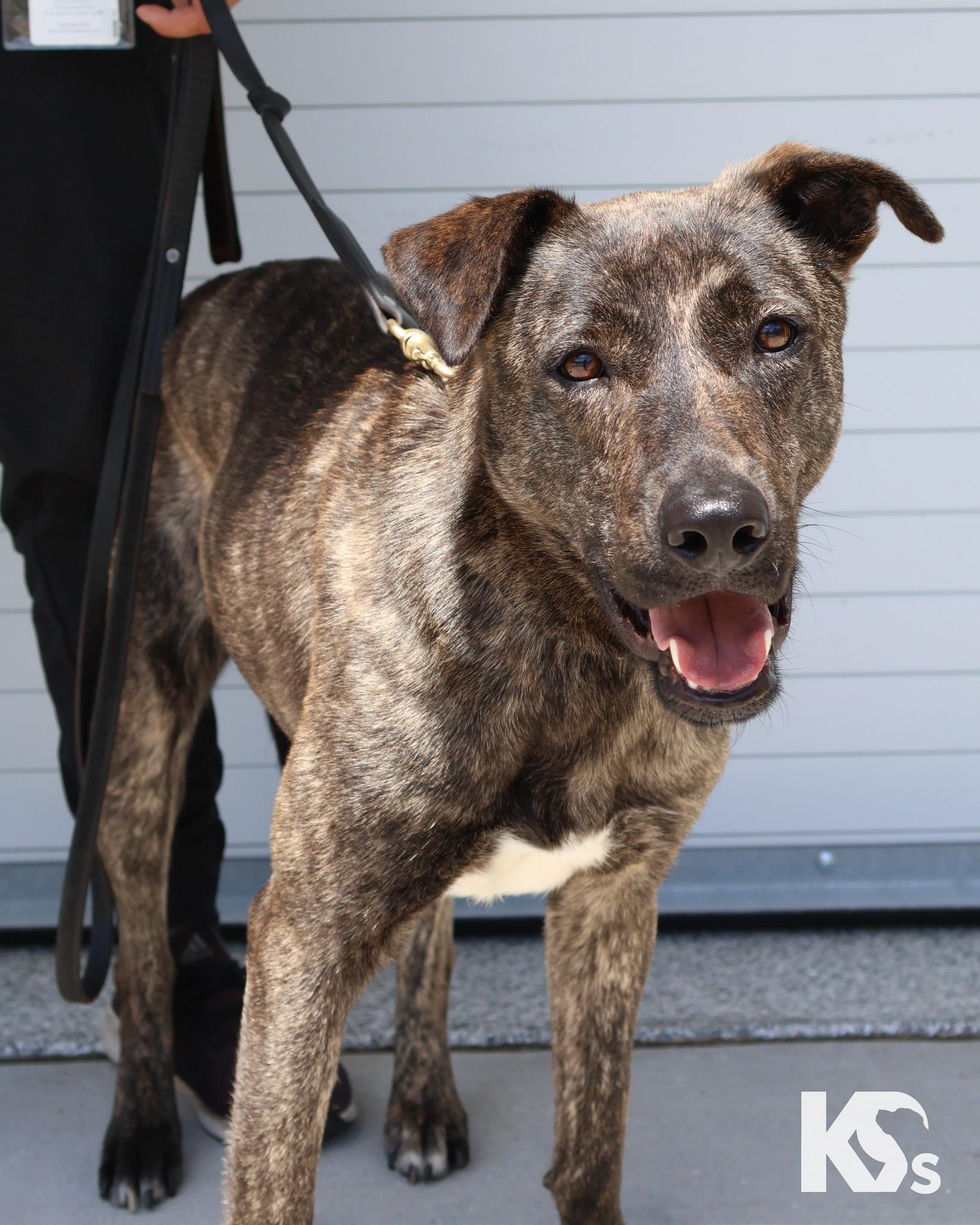 Bourbon, ADOPTABLE, Young Male Dutch Shepherd & Tennessee Treeing Brindle.