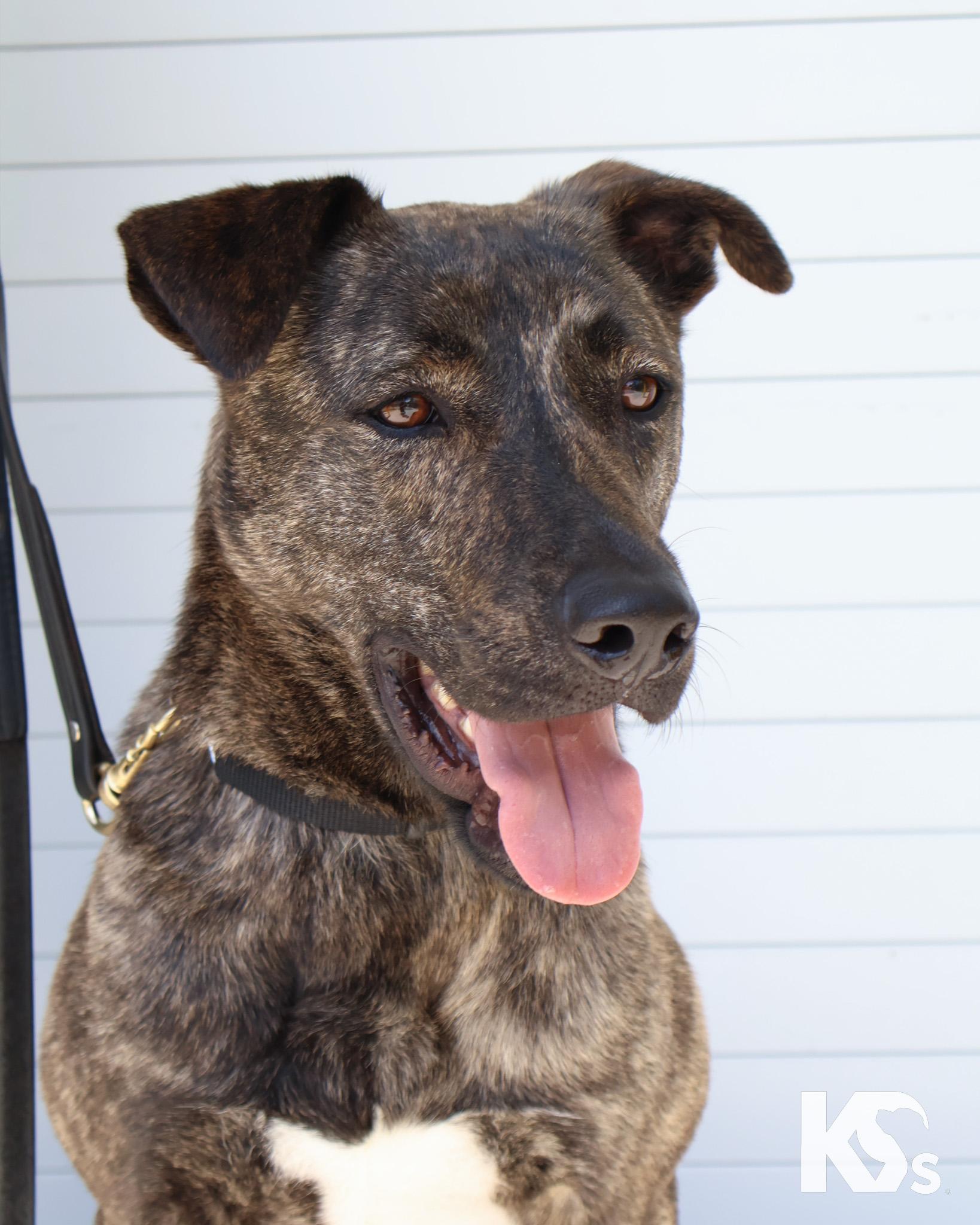Bourbon, a ADOPTABLE mixed breed in Ponte Vedra, FL image 4/6