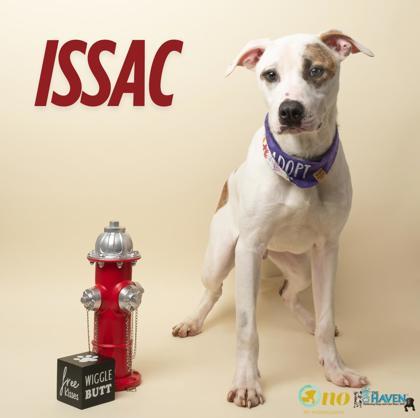 Enlarge Issac, a Adoptable mixed breed in Fairhope, AL image 1/2