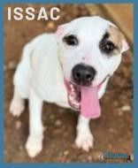 Enlarge Issac, a Adoptable mixed breed in Fairhope, AL image 2/2