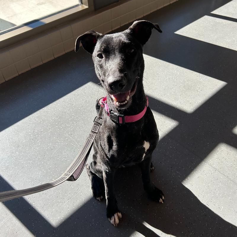 Espresso, a ADOPTABLE mixed breed in Truckee, CA image 2/4