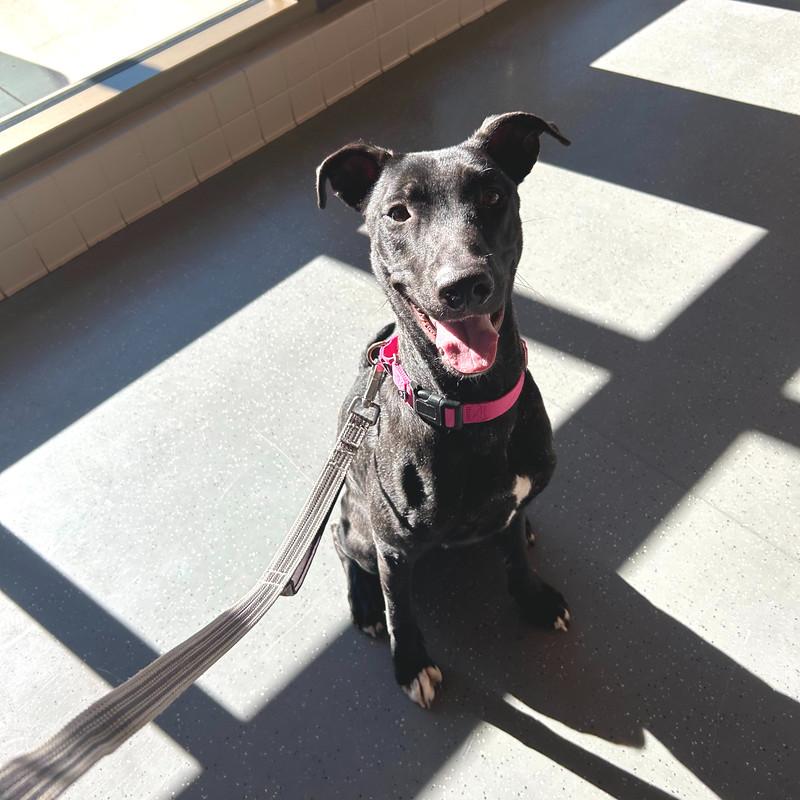 Espresso, a ADOPTABLE mixed breed in Truckee, CA image 4/4