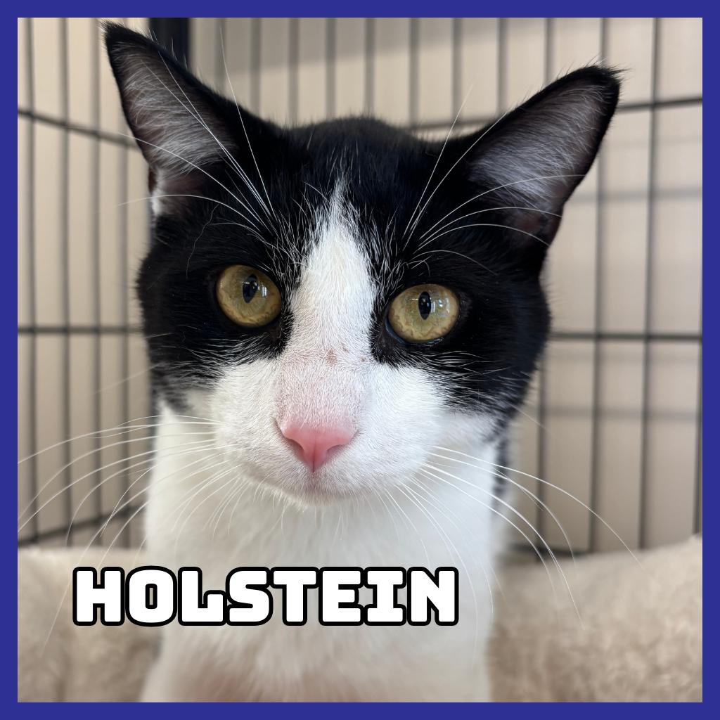 Enlarge Holstein, a Adoptable Domestic Short Hair in Glenwood, MN image 2/2