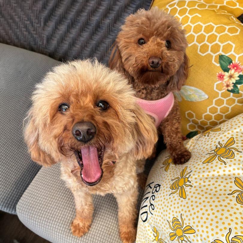 Enlarge Rosie & Lulu, a Adopted mixed breed in Little Rock, AR image 1/5