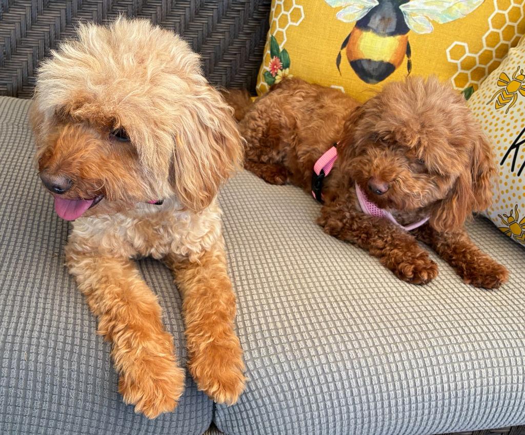 Enlarge Rosie & Lulu, a Adopted mixed breed in Little Rock, AR image 4/5