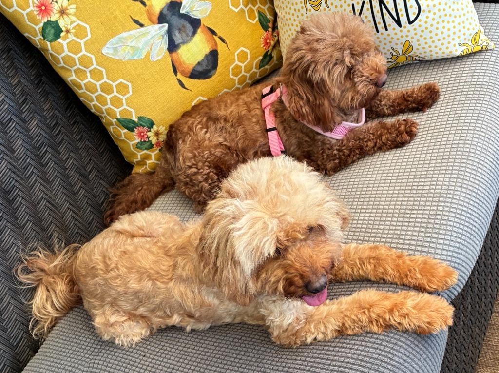 Enlarge Rosie & Lulu, a Adopted mixed breed in Little Rock, AR image 5/5