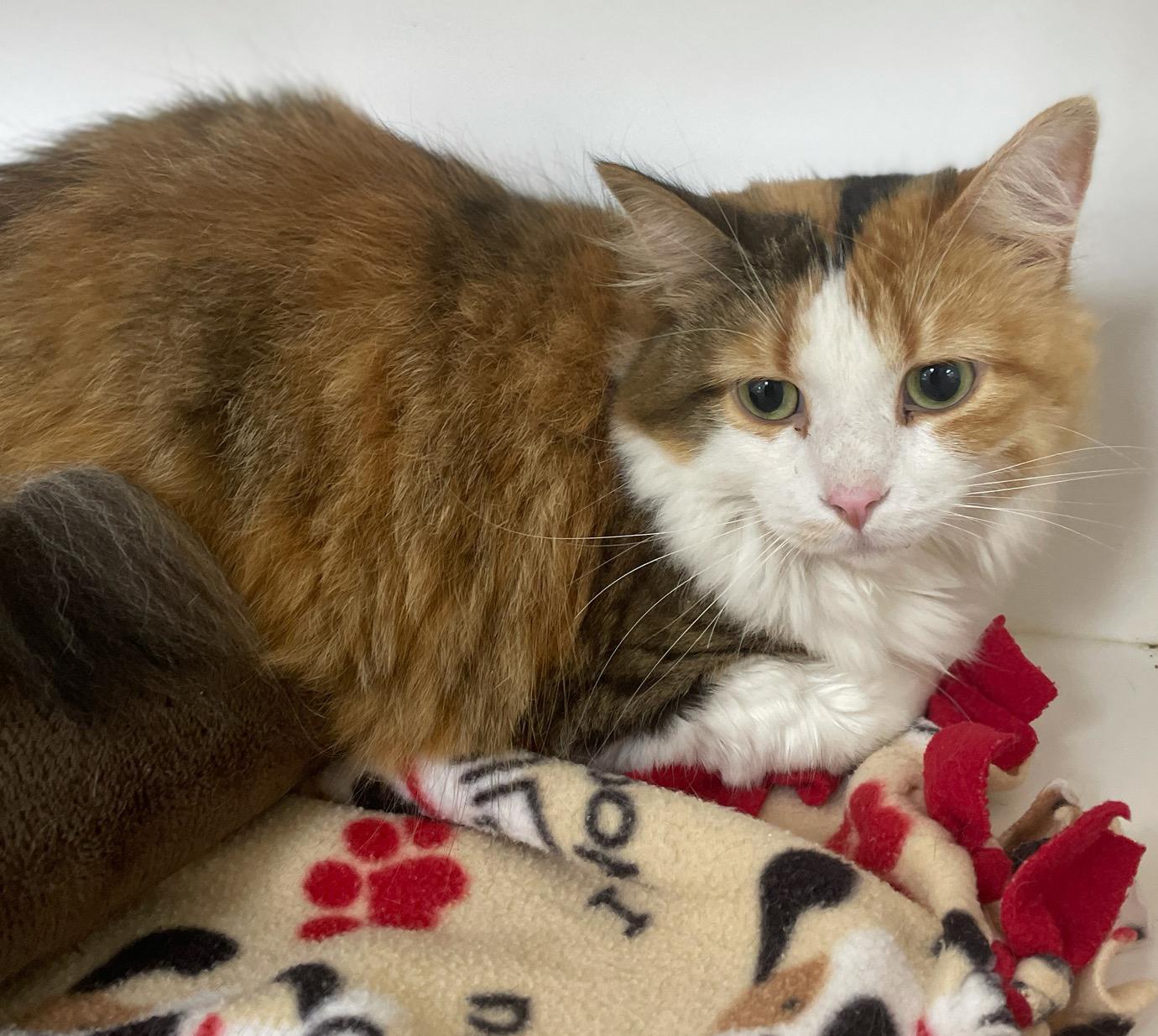 Coco Chanel, a Adoptable Domestic Long Hair in Neillsville, WI image 4/6