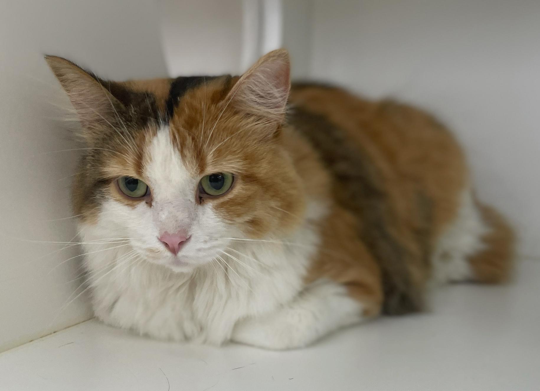 Coco Chanel, Adoptable, Adult Female Domestic Long Hair.