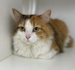 Coco Chanel, a Adoptable Domestic Long Hair in Neillsville, WI image 5/6