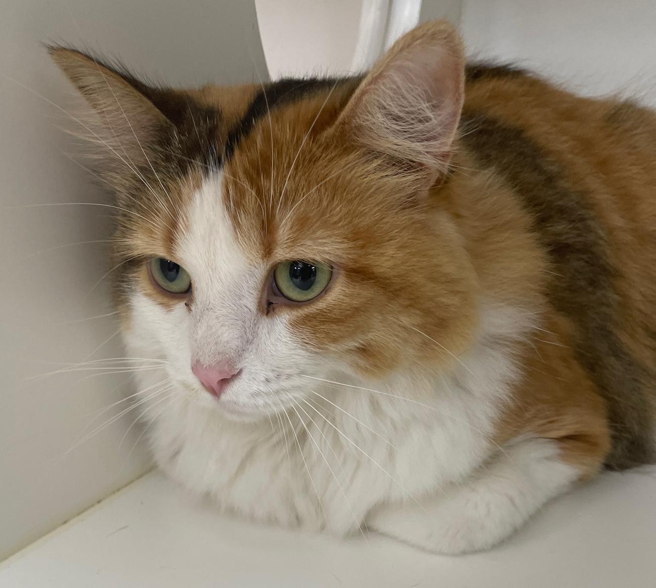 Coco Chanel, a Adoptable Domestic Long Hair in Neillsville, WI image 3/6