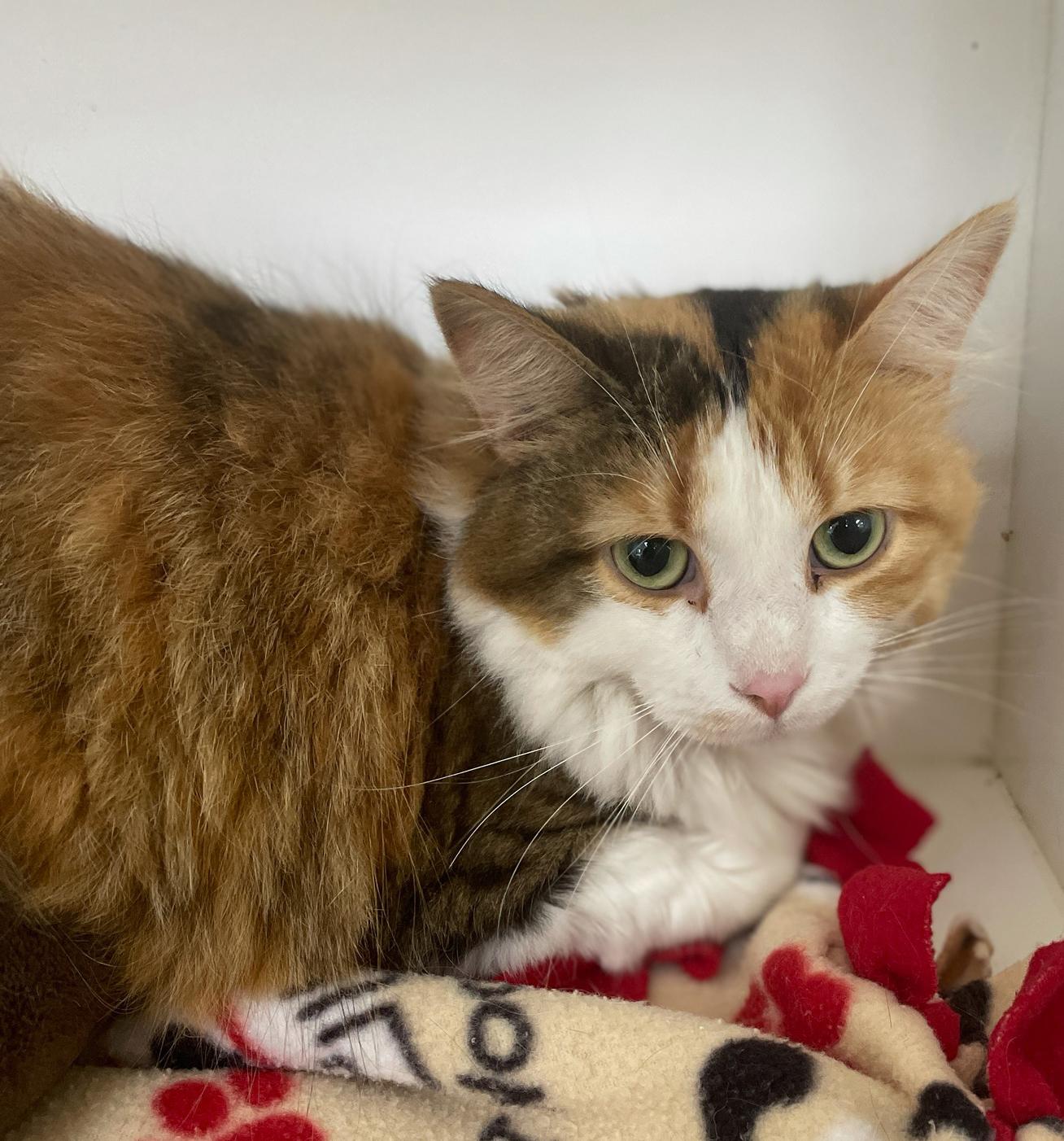 Coco Chanel, a Adoptable Domestic Long Hair in Neillsville, WI image 2/6
