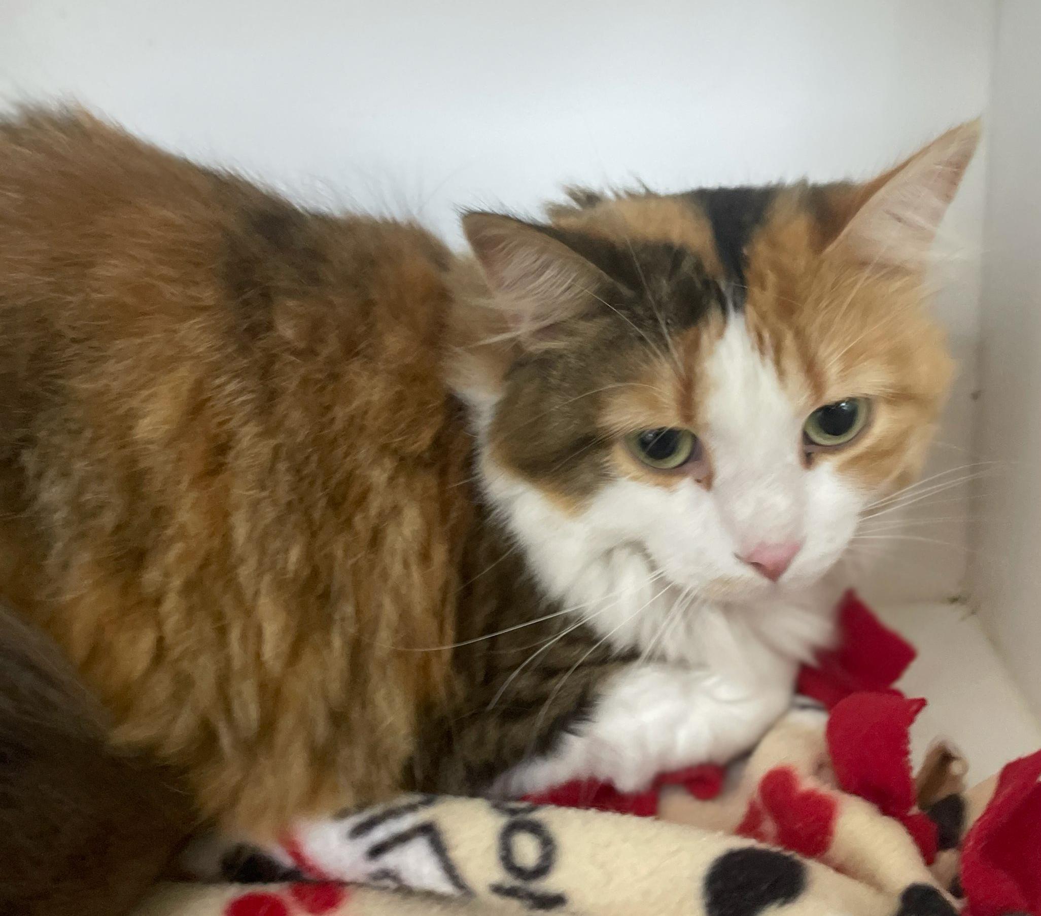 Coco Chanel, a Adoptable Domestic Long Hair in Neillsville, WI image 6/6