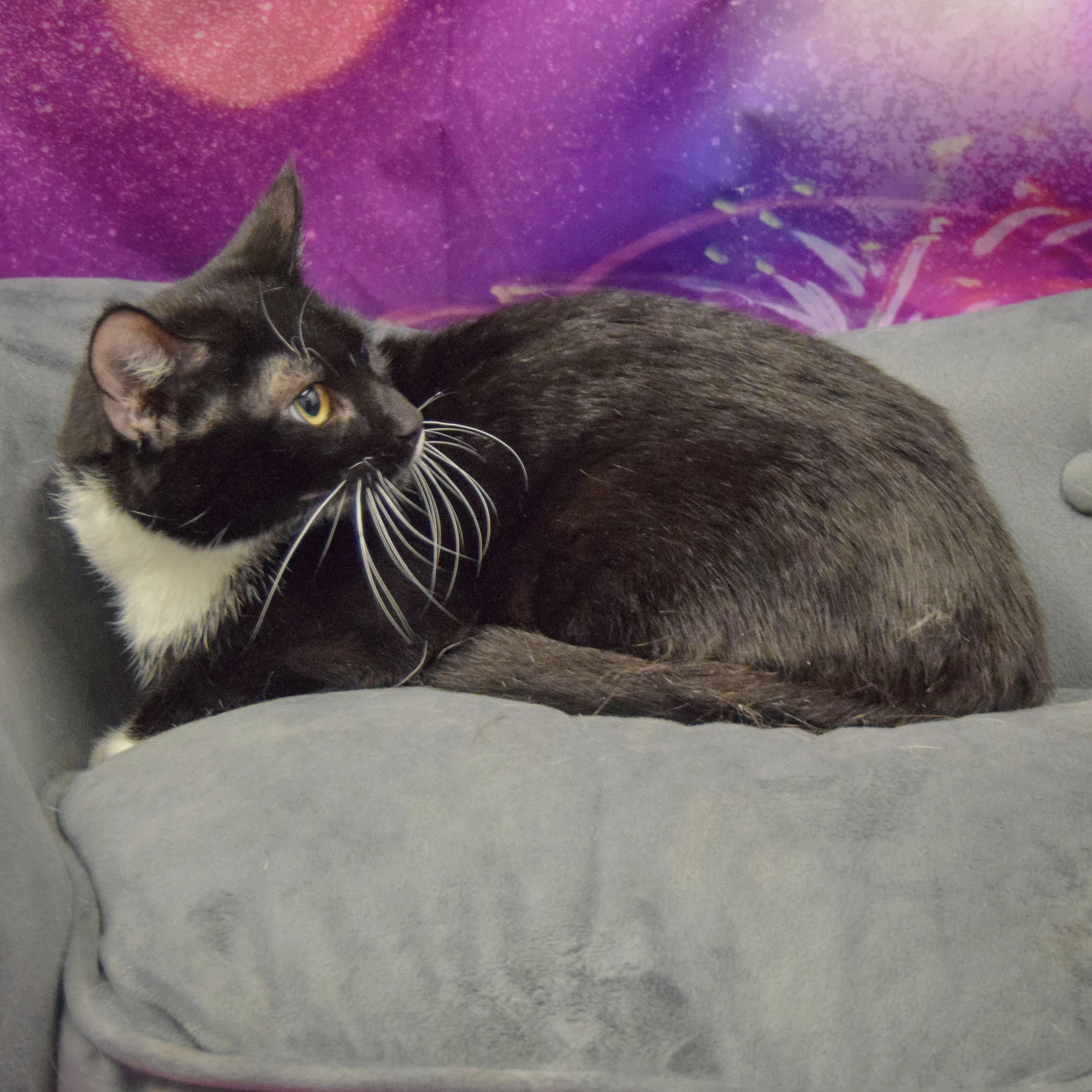 Shiloh photo 4