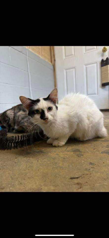 Mary Anne 062105, an adoptable Domestic Short Hair in Amory, MS, 38821 | Photo Image 2